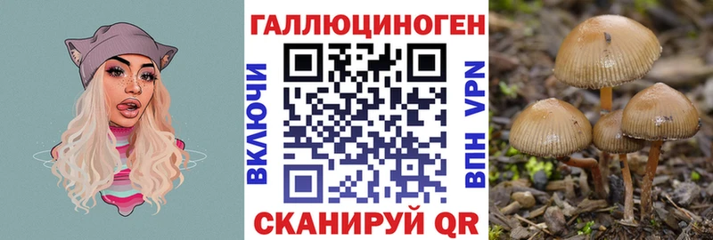 где купить наркоту  Топки  Галлюциногенные грибы Cubensis 
